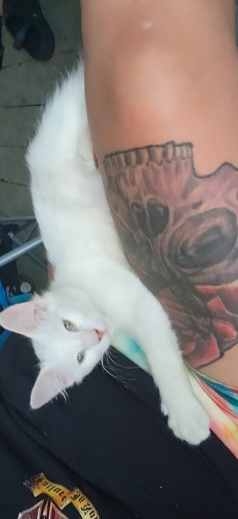 Bones joined the competition — help win amazing prizes! art, calf, carnivore, cat, cover_up, elbow, fang, felidae, foot, gesture, human_leg, leg, small_to_medium_sized_cats, tail, tattoo, temporary_tattoo, vertebrate, whiskers, white, wrist