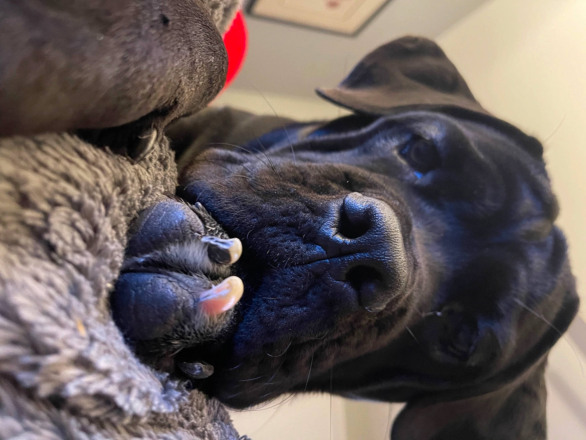 Daizee is registered to the contest to win money with this photo: canidae, carnivore, close_up, companion_dog, dog, dog_breed, ear, fawn, fur, grey, liver, mammal, nose, plant, snout, sporting_group, terrestrial_animal, whiskers, working_animal, wrinkle