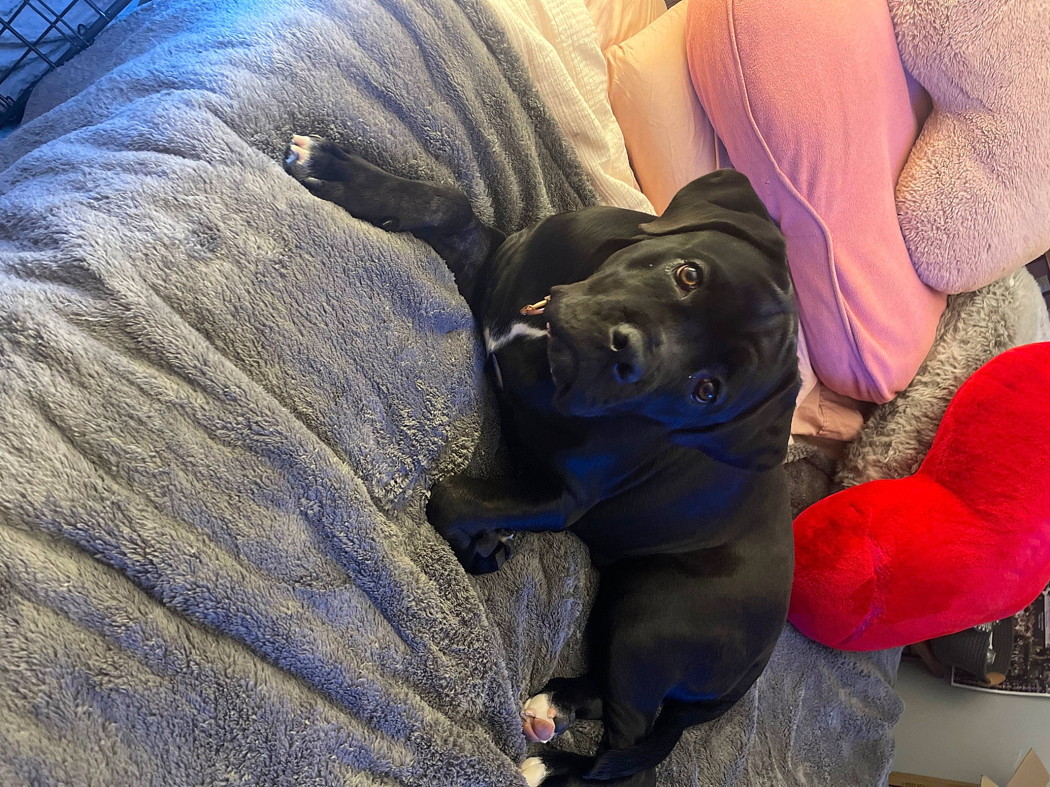 Daizee joined the competition — help win amazing prizes! canidae, carnivore, comfort, companion_dog, dog, dog_breed, electric_blue, fawn, fur, gesture, guard_dog, human_leg, nail, non_sporting_group, purple, sitting, sporting_group, toy_dog, working_animal, wrist