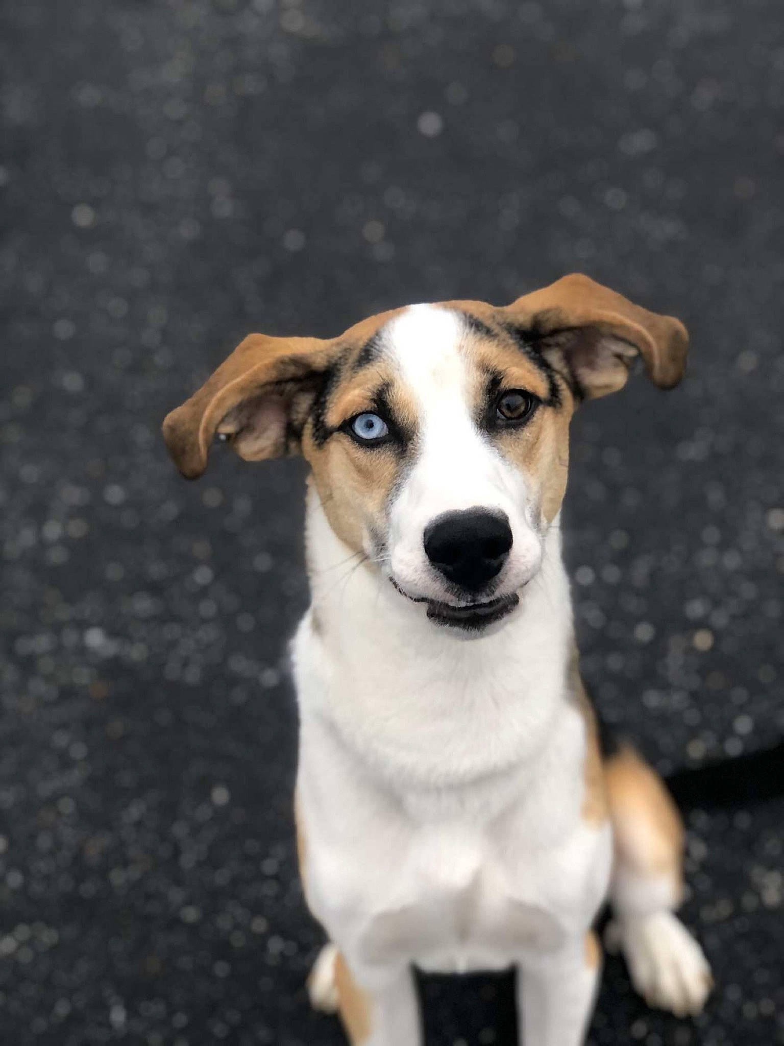 Ceaser is registered to the contest to win money with this photo: ancient_dog_breeds, aspin, canidae, carnivore, companion_dog, dog, dog_breed, fawn, feist, fox_terrier, mammal, potcake_dog, rare_breed_dog, russell_terrier, snout, sporting_group, street_dog, vertebrate, whiskers