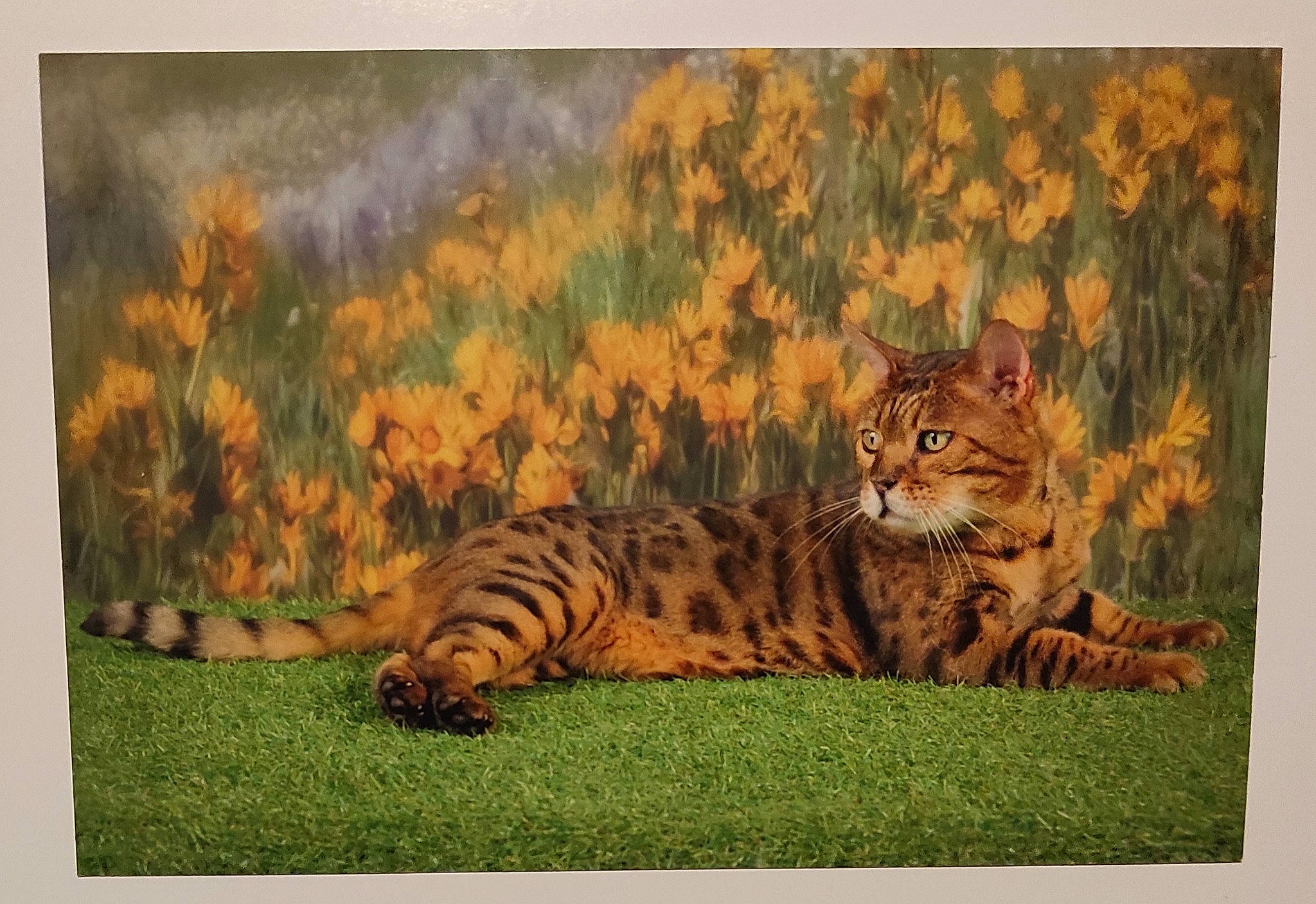 Memphis participe au concours pour gagner de l'argent avec cette photo : adaptation, art, big_cats, carnivore, cat, fawn, felidae, grass, grassland, lynx, organism, painting, siberian_tiger, small_to_medium_sized_cats, snout, tail, terrestrial_animal, tiger, whiskers, wildlife