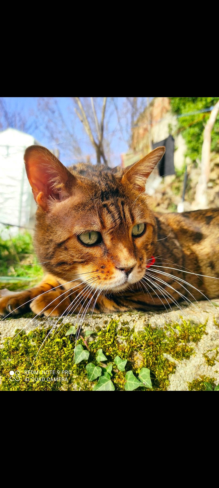 Memphis participe au concours pour gagner de l'argent avec cette photo : adaptation, carnivore, cat, domestic_short_haired_cat, fawn, felidae, fur, grass, groundcover, organism, photo_caption, plant, sky, small_to_medium_sized_cats, snout, terrestrial_animal, tree, vegetation, whiskers, window