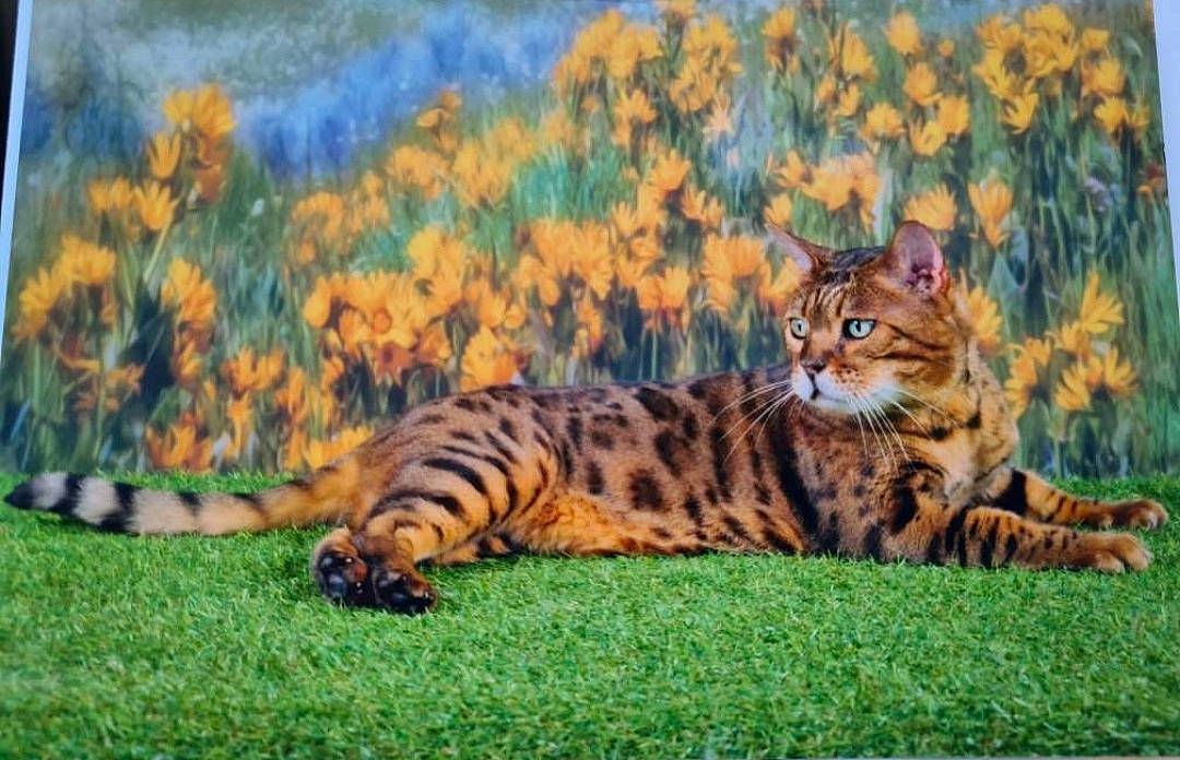 Memphis participe au concours pour gagner de l'argent avec cette photo : big_cats, carnivore, cat, fawn, felidae, flower, fur, grass, grassland, landscape, painting, plant, siberian_tiger, small_to_medium_sized_cats, snout, tail, terrestrial_animal, tiger, whiskers, wildlife