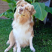 Polux participe au concours pour gagner de l'argent avec cette photo : animal, brown, canine, cute, dog, fence, flower, fluffy, garden, grass, greenery, leaf, nature, outdoor, pet, plant, portrait, sitting, tropical, white
