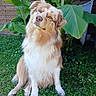 animal, brown, canine, cute, dog, fence, flower, fluffy, garden, grass, greenery, leaf, nature, outdoor, pet, plant, portrait, sitting, tropical, white