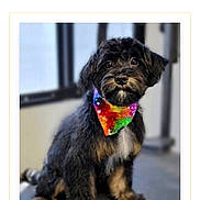 Ryder is registered to the contest to win money with this photo: dog, puppy, black_fur, colorful_bandana, indoor, pet, animal, sitting, cute, fluffy, portrait, canine, young_dog, looking, adorable, companion, fur, domestic_animal, friendly, tie_dye