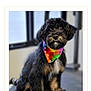 dog, puppy, black_fur, colorful_bandana, indoor, pet, animal, sitting, cute, fluffy, portrait, canine, young_dog, looking, adorable, companion, fur, domestic_animal, friendly, tie_dye