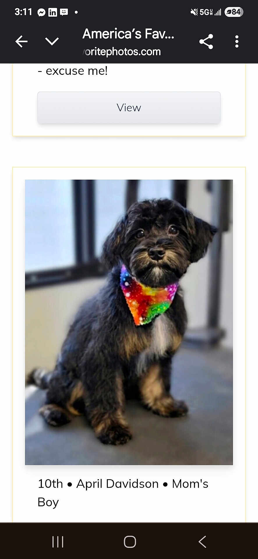 Ryder is registered to the contest to win money with this photo: dog, puppy, black_fur, colorful_bandana, indoor, pet, animal, sitting, cute, fluffy, portrait, canine, young_dog, looking, adorable, companion, fur, domestic_animal, friendly, tie_dye