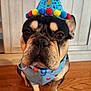 dog, french_bulldog, party_hat, birthday, indoor, wooden_floor, bandana, pet, celebration, animal, cute, closeup, sitting, canine, fur, face, ears, brown, black, expression
