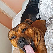 Ixtrem a rejoint le concours — aidez-le/la à gagner de superbes lots ! dog, tongue, bed, brown_dog, black_dog, indoor, resting, pet, animal, cute, funny, tongue_out, canine, relaxed, companion, furry, sleepy, cozy, blanket, home