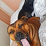 dog, tongue, bed, brown_dog, black_dog, indoor, resting, pet, animal, cute, funny, tongue_out, canine, relaxed, companion, furry, sleepy, cozy, blanket, home