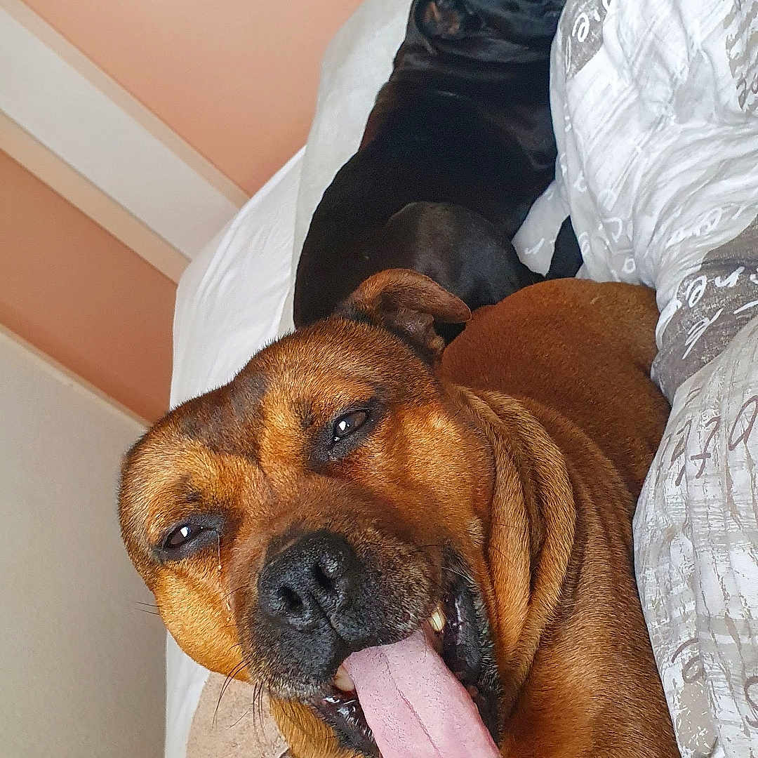 Ixtrem a rejoint le concours — aidez-le/la à gagner de superbes lots ! dog, tongue, bed, brown_dog, black_dog, indoor, resting, pet, animal, cute, funny, tongue_out, canine, relaxed, companion, furry, sleepy, cozy, blanket, home