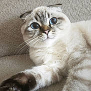 Leo participe au concours pour gagner de l'argent avec cette photo : cat, blue_eyes, fluffy, paw, whiskers, fur, pet, animal, cute, resting, relaxed, indoor, close_up, face, ears, stretching, feline, tabby, soft, texture