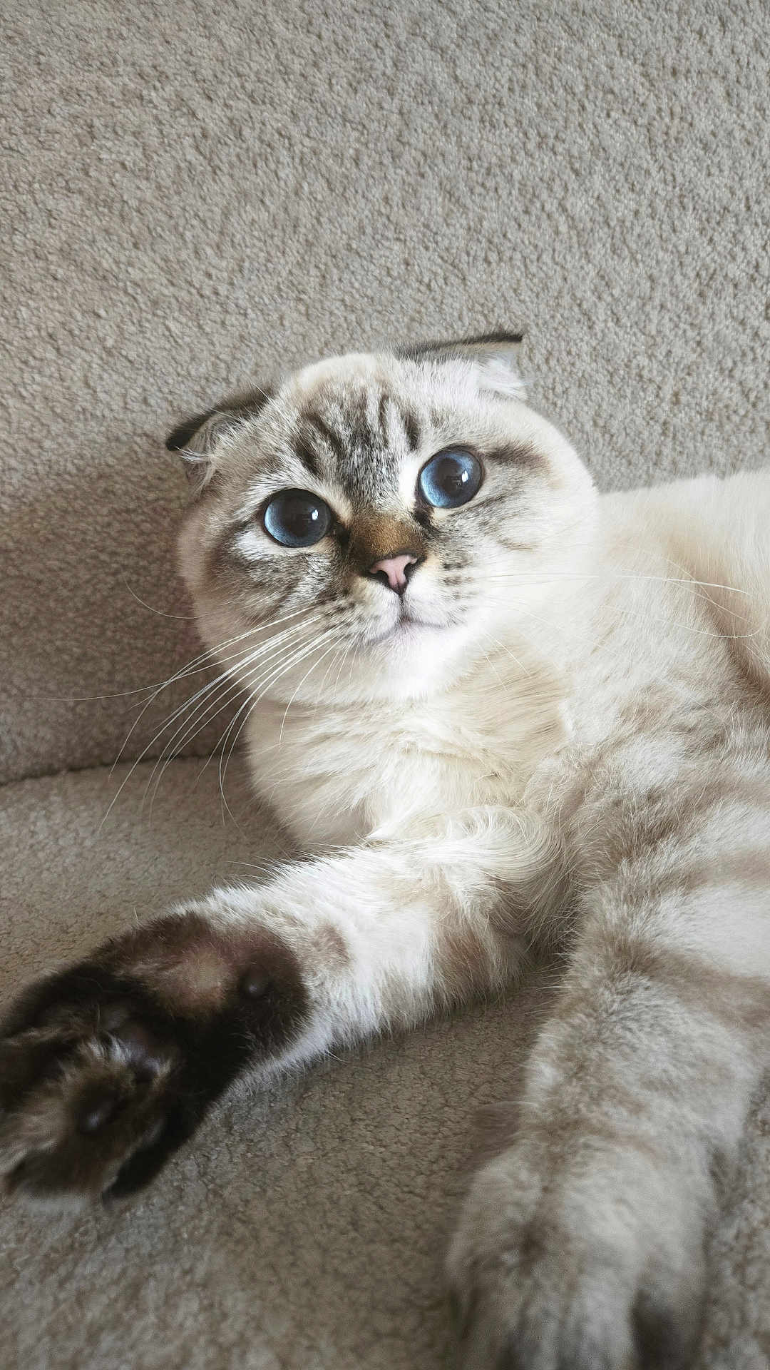 Leo participe au concours pour gagner de l'argent avec cette photo : cat, blue_eyes, fluffy, paw, whiskers, fur, pet, animal, cute, resting, relaxed, indoor, close_up, face, ears, stretching, feline, tabby, soft, texture