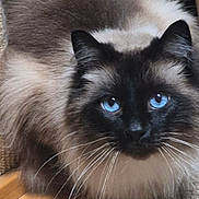 Beanie is registered to the contest to win money with this photo: cat, fluffy, long_hair, blue_eyes, black_and_white, cream_coat, whiskers, feline, pet, animal, portrait, close_up, indoor, home, sitting, lounge, wooden_surface, carpet, dramatic_eyes, symmetrical_face
