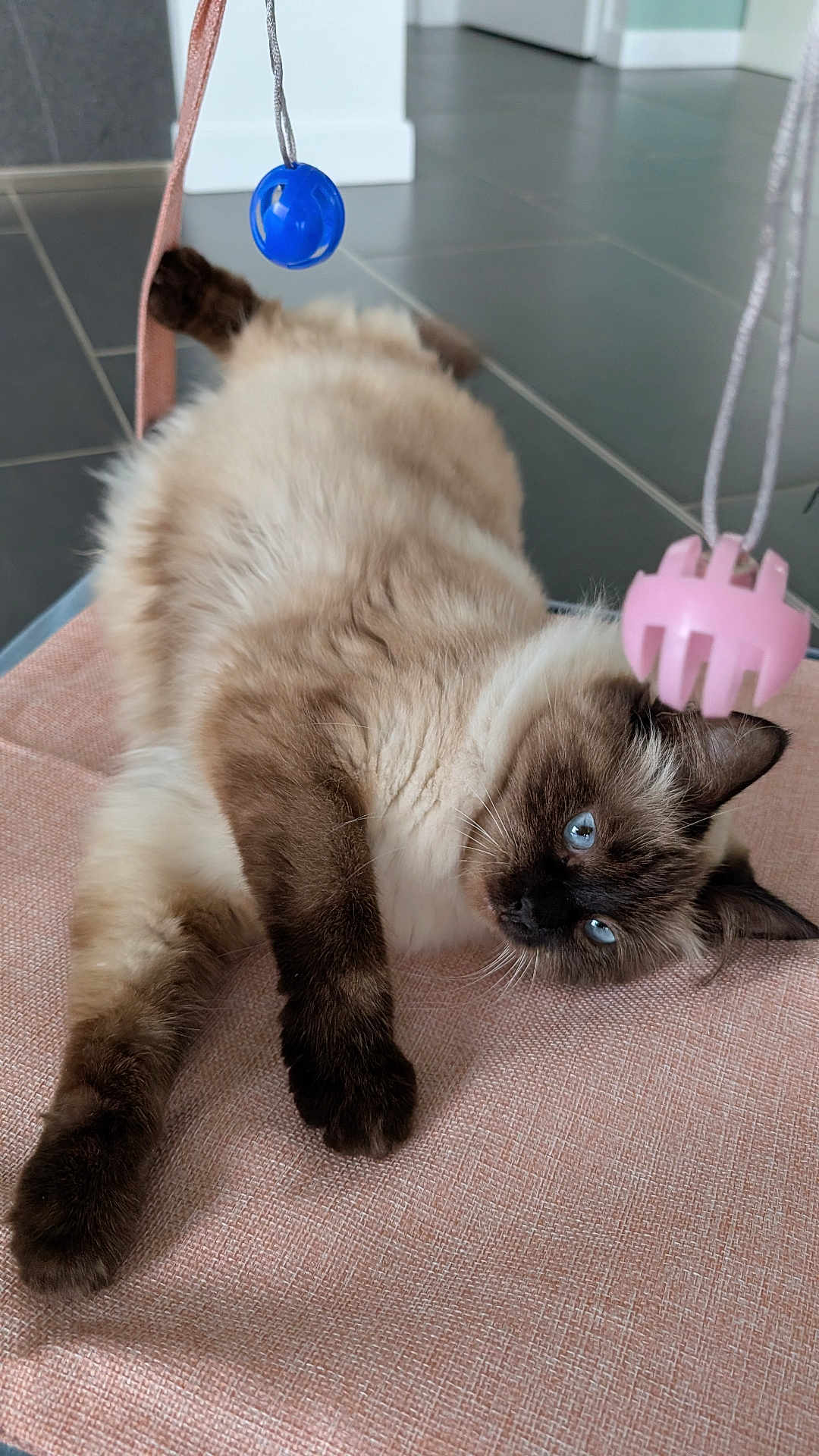 Wendy participe au concours pour gagner de l'argent avec cette photo : cat, siamese, blue_eyes, fluffy, indoor, pink_surface, toy, playful, relaxed, lying_down, curious, pet, animal, feline, paw, whiskers, floor, home, cozy, cute