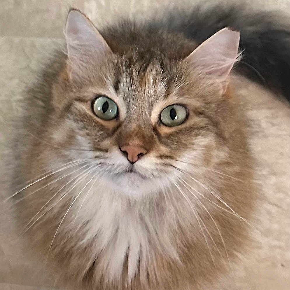 Coonie is registered to the contest to win money with this photo: animal, cat, closeup, curious, cute, domestic_cat, ears, eyes, face, feline, fluffy, fur, indoor, looking_up, nose, pet, portrait, soft, tabby, whiskers