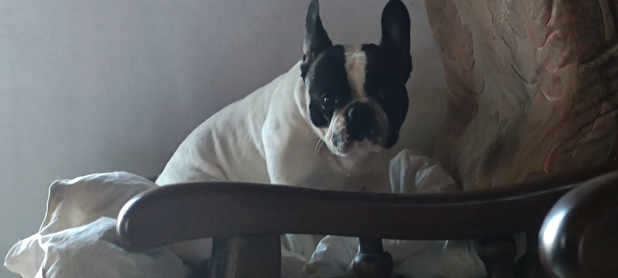 Lola a rejoint le concours — aidez-le/la à gagner de superbes lots ! automotive_mirror, boston_terrier, bulldog, carnivore, comfort, companion_dog, dog, dog_breed, ear, fawn, non_sporting_group, rear_view_mirror, snout, sporting_group, terrestrial_animal, toy_dog, whiskers, windshield, working_animal, wrinkle