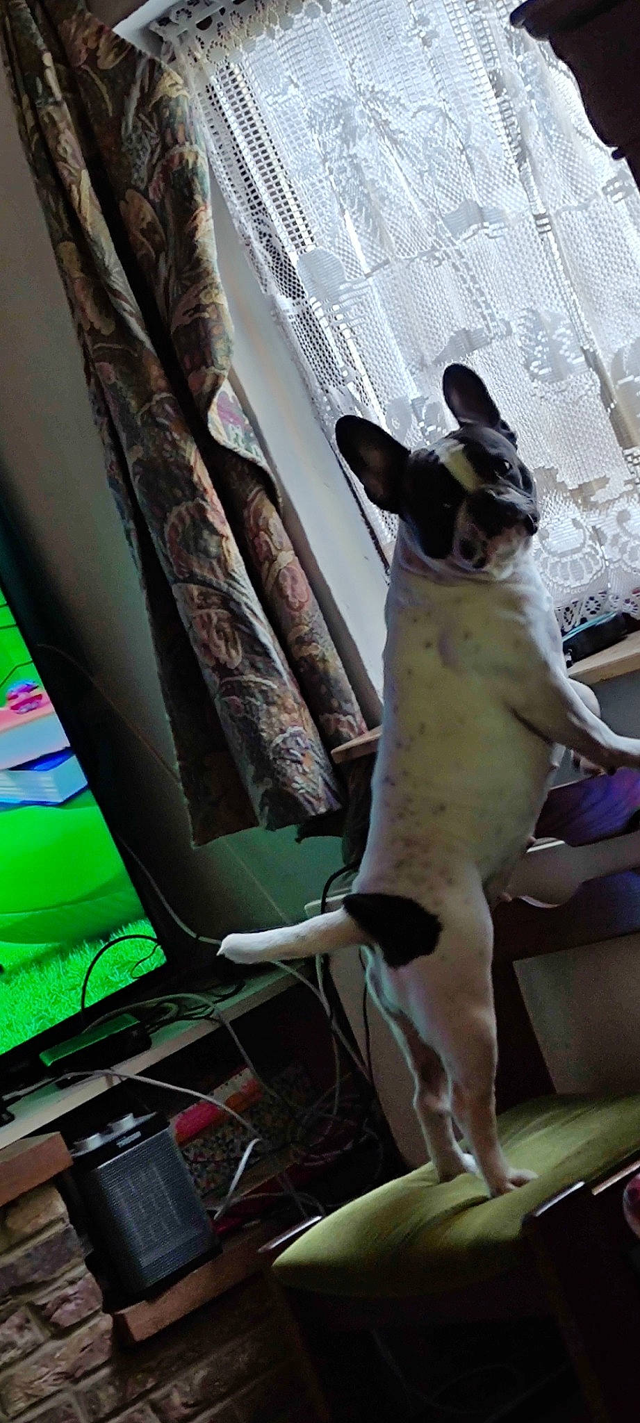 Lola participe au concours pour gagner de l'argent avec cette photo : canidae, carnivore, comfort, companion_dog, computer_keyboard, curtain, dog, dog_breed, fawn, felidae, machine, room, small_to_medium_sized_cats, snout, sporting_group, tail, toy_dog, whiskers, windshield, working_animal