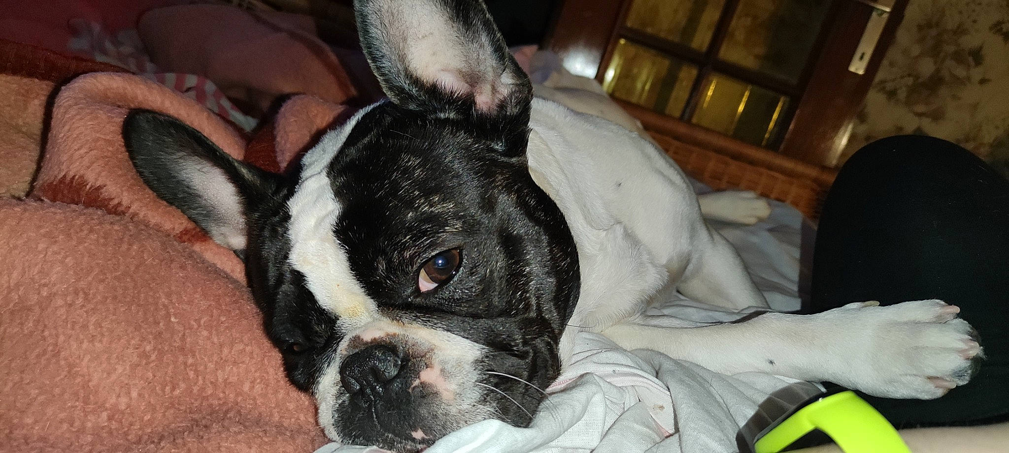 Lola participe au concours pour gagner de l'argent avec cette photo : boston_terrier, canidae, carnivore, comfort, companion_dog, dog, dog_breed, ear, fawn, french_bulldog, human_body, jaw, mammal, snout, sporting_group, terrestrial_animal, toy_dog, vertebrate, whiskers, working_animal