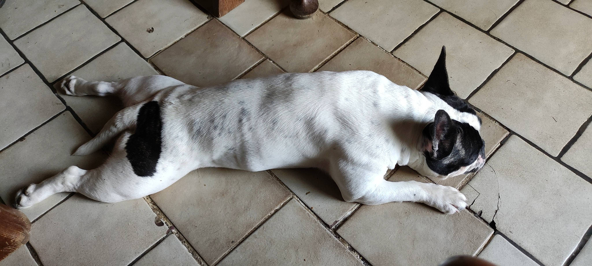 Lola participe au concours pour gagner de l'argent avec cette photo : canidae, carnivore, comfort, companion_dog, dog, dog_breed, fawn, felidae, flooring, foot, fur, grey, small_to_medium_sized_cats, snout, sporting_group, tail, toy_dog, vertebrate, whiskers, working_animal