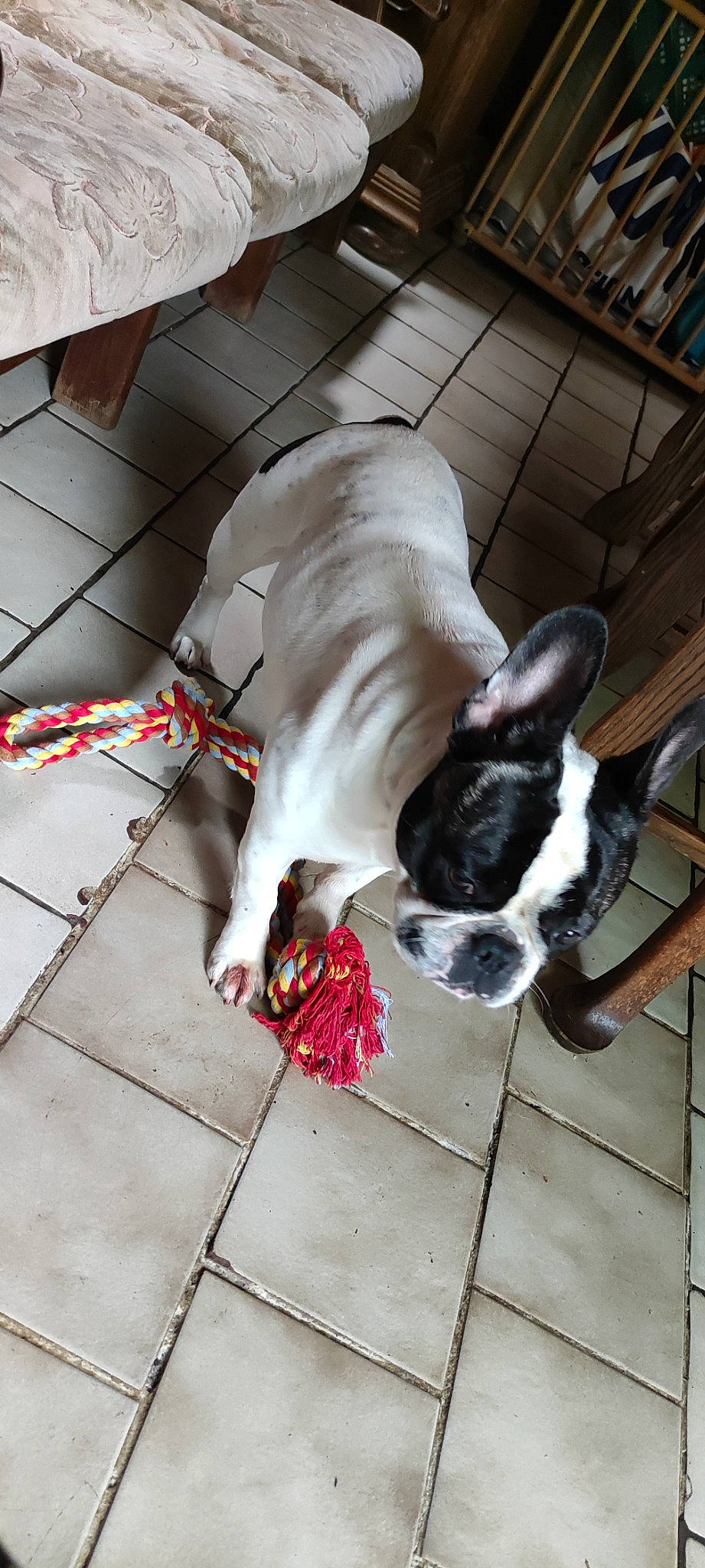 Lola a rejoint le concours — aidez-le/la à gagner de superbes lots ! boston_terrier, bulldog, canidae, carnivore, collar, comfort, companion_dog, dog, dog_breed, dog_supply, ear, fawn, flooring, pet_supply, snout, sporting_group, tail, toy_dog, whiskers, working_animal