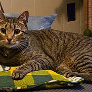 Thanos joined the competition — help win amazing prizes! cat, tabby_cat, indoor, pillow, plaid, green, yellow, toy, pom_poms, feline, pet, striped, whiskers, collar, resting, alert, couch, home, cozy, furniture