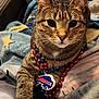 Thanos is registered to the contest to win money with this photo: tabby_cat, cat, pet, animal, beads, necklace, sports_fan, blanket, cozy, indoor, feline, paw, closeup, cute, striped, whiskers, ears, relaxed, resting, portrait