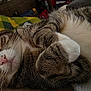 Nebula is registered to the contest to win money with this photo: cat, tabby_cat, pet, animal, feline, closeup, lying_down, indoor, blanket, green_bay_packers, sports, fur, whiskers, nose, ears, relaxed, cute, domestic_animal, sleepy, paw