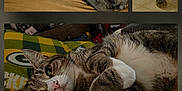 Nebula joined the competition — help win amazing prizes! cat, tabby_cat, striped_fur, sleeping, playing, toy, lounge, blanket, chair, indoor, pet, cute, feline, whiskers, closeup, relaxed, curious, paw, nose, fur