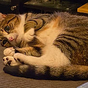 Nebula joined the competition — help win amazing prizes! cat, tabby, pet, animal, feline, indoor, cozy, curious, paws, fur, striped, whiskers, cute, relaxed, resting, closeup, soft, texture, home, mammal