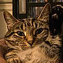 Gamora is registered to the contest to win money with this photo: cat, tabby, paw, close_up, pet, animal, feline, whiskers, fur, indoor, face, ears, eyes, portrait, cozy, relaxed, cute, domestic, warm_lighting, home