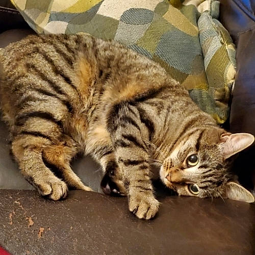 Gamora joined the competition — help win amazing prizes! carnivore, cat, claw, comfort, domestic_short_haired_cat, felidae, fur, paw, small_to_medium_sized_cats, snout, tail, terrestrial_animal, whiskers, wood