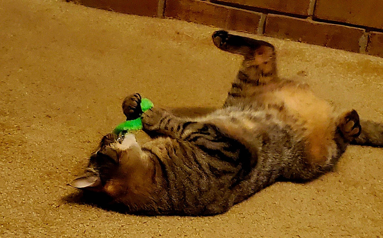 Gamora is registered to the contest to win money with this photo: canidae, carnivore, cat, claw, domestic_short_haired_cat, fawn, felidae, fur, grass, paw, sand, shadow, small_to_medium_sized_cats, snout, soil, tail, terrestrial_animal, whiskers, wildlife, wood