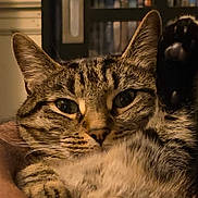 Gamora is registered to the contest to win money with this photo: cat, tabby, paw, close_up, pet, animal, feline, whiskers, fur, indoor, face, ears, eyes, portrait, cozy, relaxed, cute, domestic, warm_lighting, home