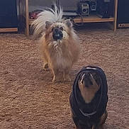 Blu Violet joined the competition — help win amazing prizes! animal, camera, carpet, companion, cozy, curious, cute, dog, domestic, floor, fluffy_dog, furniture, home, hoodie, indoor, mammal, pet, portrait, shelf, two_dogs