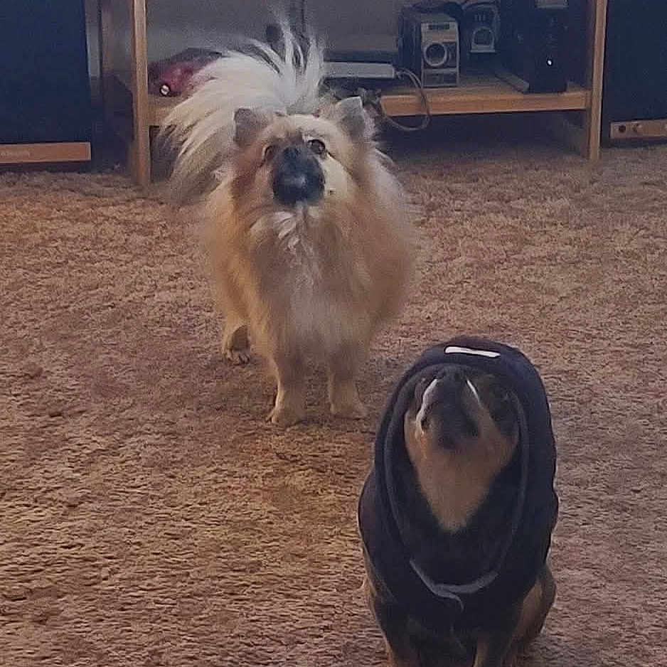 Blu Violet joined the competition — help win amazing prizes! animal, camera, carpet, companion, cozy, curious, cute, dog, domestic, floor, fluffy_dog, furniture, home, hoodie, indoor, mammal, pet, portrait, shelf, two_dogs