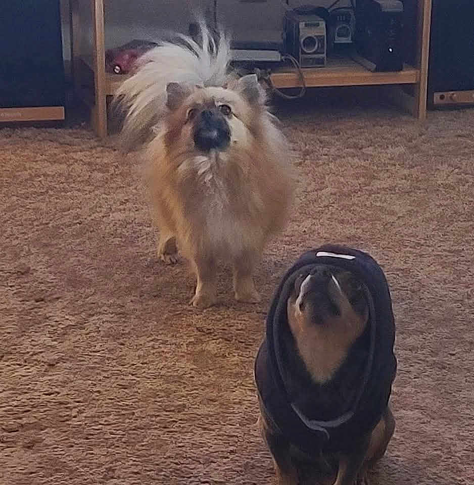 Blu Violet joined the competition — help win amazing prizes! animal, camera, carpet, companion, cozy, curious, cute, dog, domestic, floor, fluffy_dog, furniture, home, hoodie, indoor, mammal, pet, portrait, shelf, two_dogs