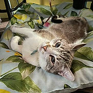 Blue participe au concours pour gagner de l'argent avec cette photo : cat, pet, animal, feline, cushion, leaf_pattern, indoor, relaxed, cute, whiskers, collar, fur, ears, eyes, nose, paw, resting, soft, comfortable, home