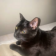 Shadow joined the competition — help win amazing prizes! animal, beige_surface, black_cat, calm, cat, close_up, curious, domestic_animal, ears, feline, fur, indoor, lying_down, mammal, pet, quiet, resting, texture, whiskers, yellow_eyes