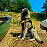 adventure, animal, beach, blue_sky, canine, canoe, daytime, dog, greenery, leash, life_jacket, nature, outdoor, pet, rocks, sitting, summer, sunny, trees, water_sport