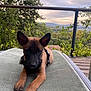balcony, canine, clouds, cushion, daylight, dog, ears, fur, greenery, mountains, nature, outdoor, pet, portrait, puppy, relaxing, resting, sky, trees, young