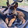 animal, black, brown, canine, carrier, closeup, comfort, cute, dog, ears, fur, harness, nature, outdoor, paw, pet, portrait, puppy, relaxed, young