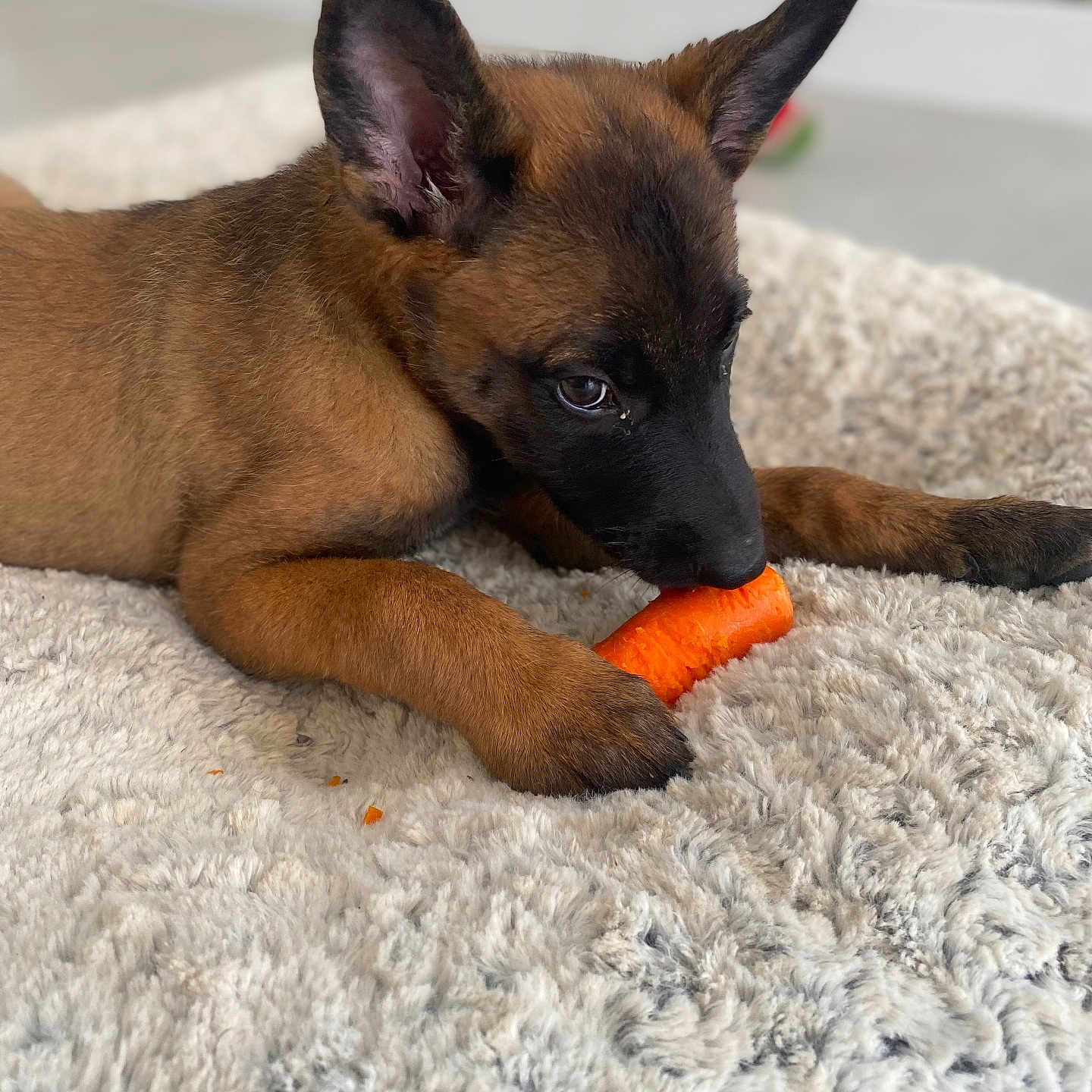 Aïka participe au concours pour gagner de l'argent avec cette photo : animal, bed, black_face, brown, carrot, close_up, cozy, cute, dog, ears, fluffy, fur, indoor, lying_down, pet, playful, puppy, snack, soft_texture, young