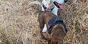 Alia Et Aïka participe au concours pour gagner de l'argent avec cette photo : animal, brown_dog, canine, curious, dog, dry_grass, exploring, field, golden_retriever, harness, nature, outdoor, pets, playing, puppy, sniffing, summer, sunny, two_dogs, young_dog