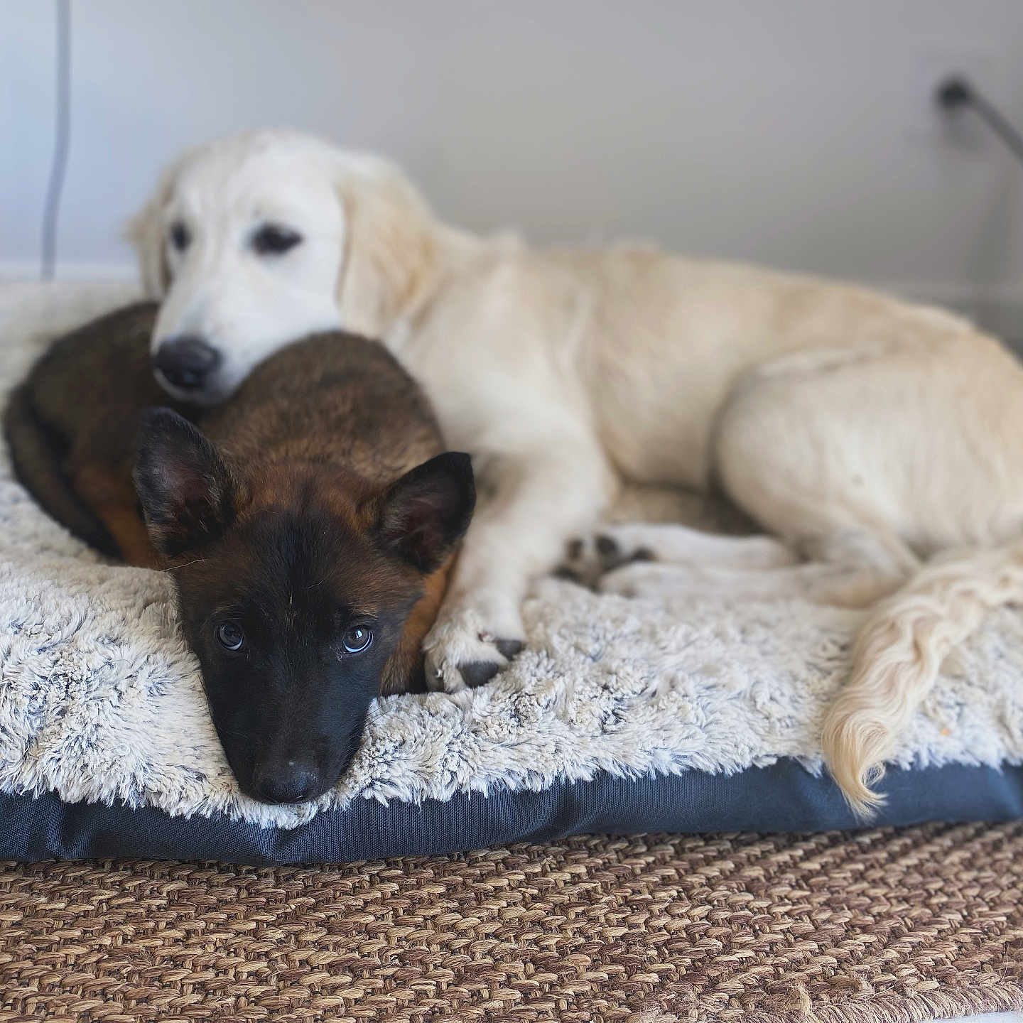 Alia Et Aïka participe au concours pour gagner de l'argent avec cette photo : animal, bed, brown, carpet, companion, cozy, cute, dog, floor, friendship, fur, indoor, pet, puppy, relaxing, resting, sleepy, snuggling, white, young