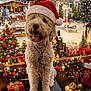 dog, santa_hat, christmas, holiday, presents, decorations, lights, festive, curly_fur, box, indoors, celebration, red, green, ornaments, stocking, candy_canes, jar, tree, winter