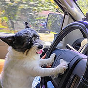 Popeye joined the competition — help win amazing prizes! dog, steering_wheel, car_interior, window, sunlight, animal, pet, black_and_white, tongue_out, cute, fluffy, seat, human_hand, reflection, daylight, vehicle, dashboard, side_mirror, road, trees