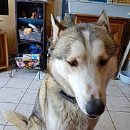 Natsu a rejoint le concours — aidez-le/la à gagner de superbes lots ! alaskan_malamute, canidae, carnivore, czechoslovakian_wolfdog, dog, dog_breed, east_siberian_laika, greenland_dog, mammal, native_american_indian_dog, northern_inuit_dog, saarloos_wolfdog, sakhalin_husky, seppala_siberian_sleddog, siberian_husky, sled_dog, tamaskan_dog, vertebrate, west_siberian_laika, wolfdog
