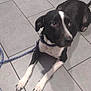 dog, black_and_white, tile_floor, leash, collar, indoor, pet, animal, lying_down, curious, resting, canine, domestic_animal, floor_tiles, paws, ears, snout, looking_up, quiet, calm